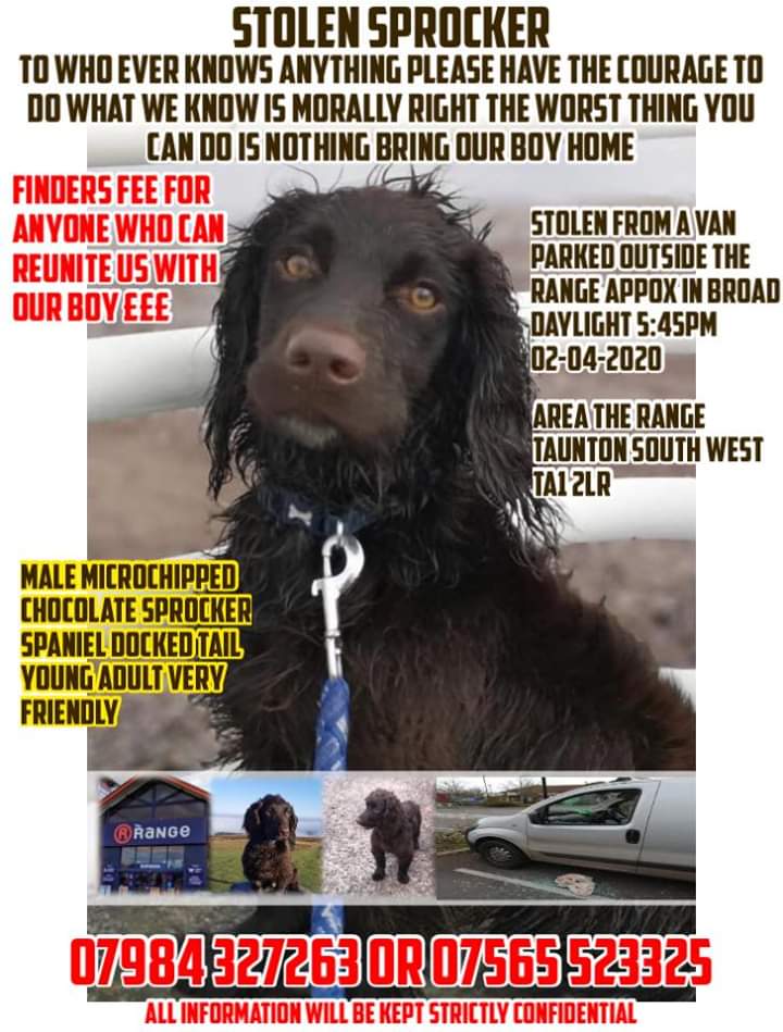#TauntonSprocker 
#STOLEN from parked van #Taunton #Somerset 2/4/20 5.45pm PLEASE HELP TY