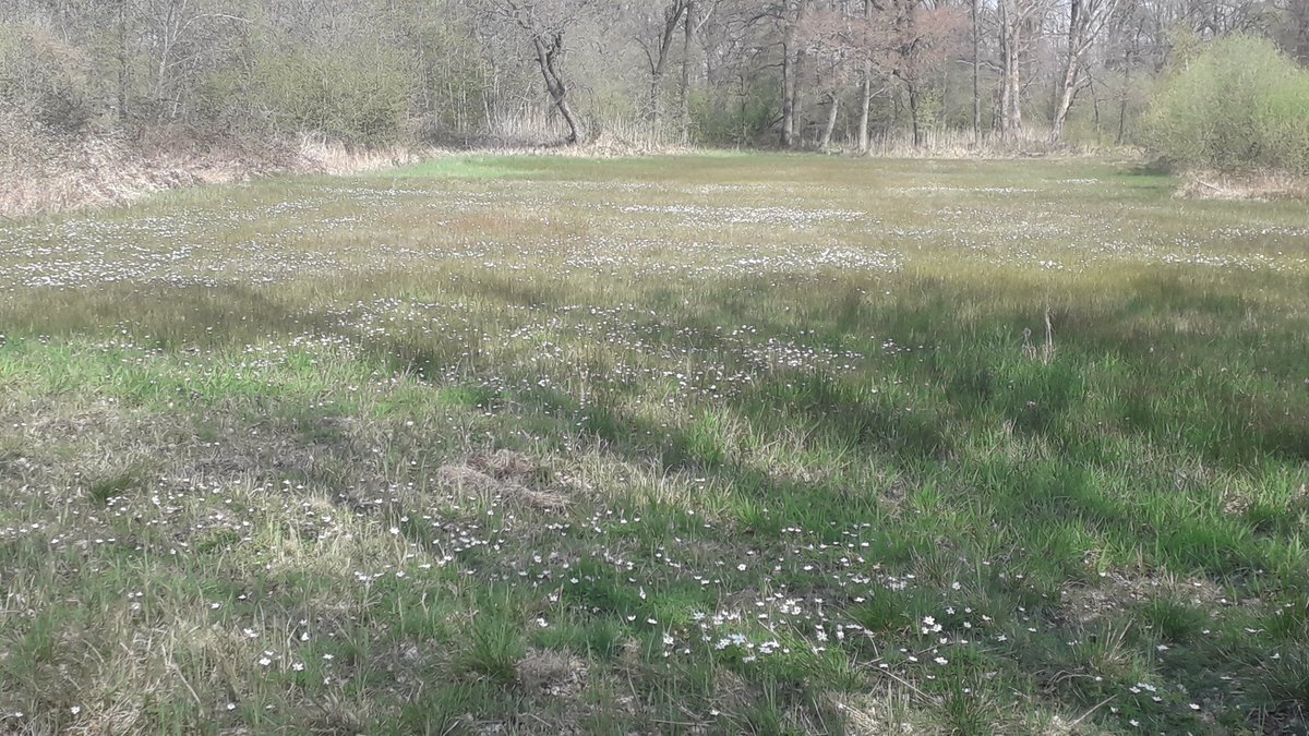 Duidelijk een waterschapsrand: niet bemest of bespoten, veel pinkster- en paardenbloemen. Kleurrijker dan overig grasland. Toch liever bloemrijk grasland of verderop dit Bosanemonenveld in de #Bruuk <a href="/staatsbosbeheer/">Staatsbosbeheer</a> <a href="/BoerenNatuurNL/">BoerenNatuur</a> <a href="/wsrivierenland/">Waterschap Rivierenland</a> <a href="/ZLTORvNijmegen/">ZLTO RijkvanNijmegen</a> <a href="/PloegdrieverANV/">Ploegdriever</a>