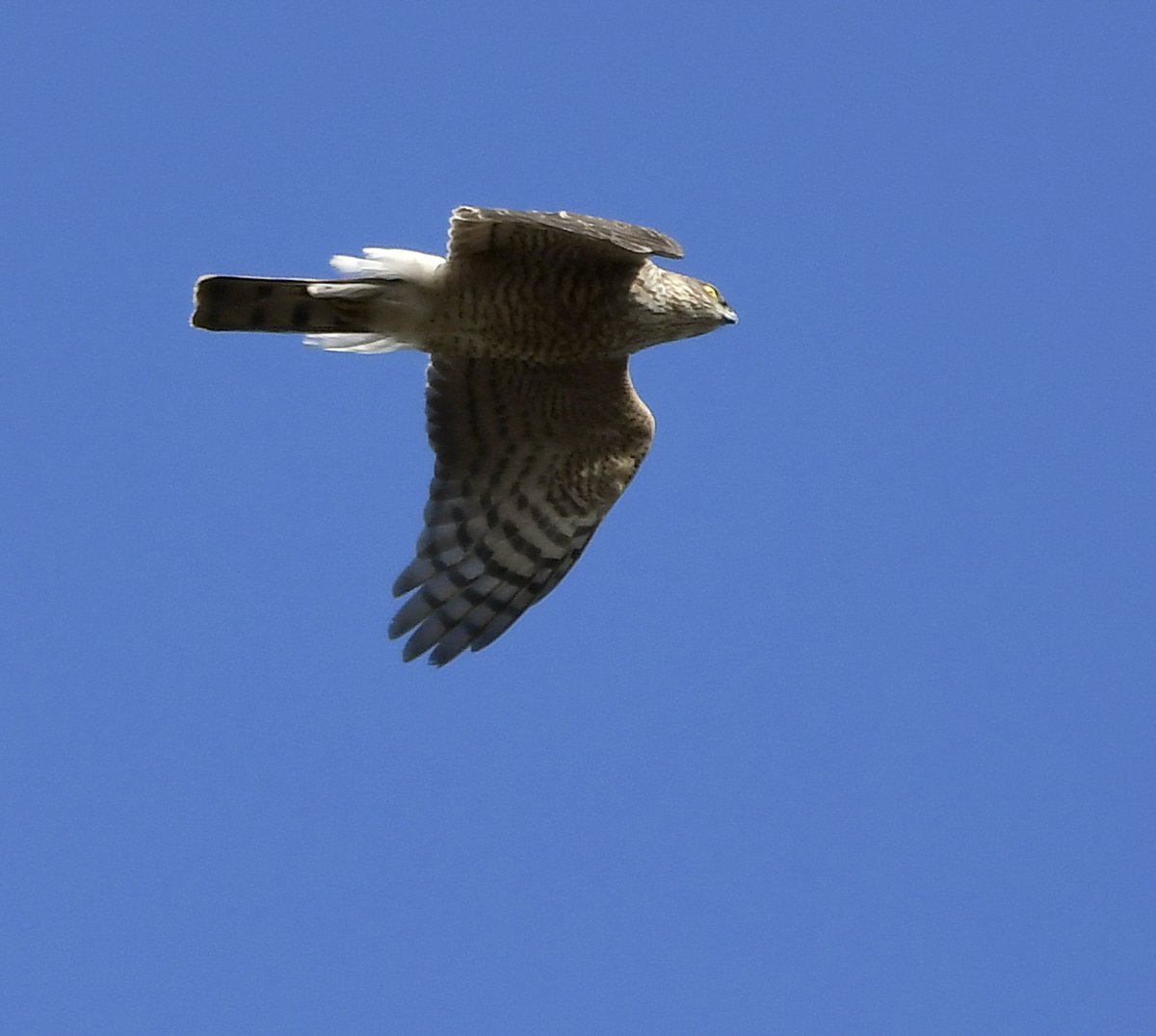 Sparrowhawk Already included in the count, now I have a photo of one flying over my garden.  #LockdownGardenBirdsSeen 