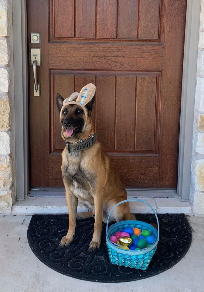 Wilco Sheriff's K9 Unit tweet media