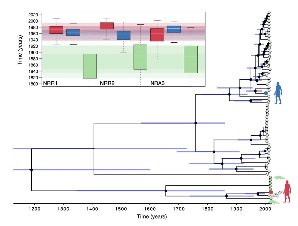 Some people say " #SARSCoV2 comes from bats". The estimated time of divergence for SARS-CoV-2 and RaTG13 (the closest 'relative' know from  #bats) is 1969 (95% HPD: 1930-2000). So in other words, we simply do not know which host SARS-CoV-2 has been using for the last 50 years!