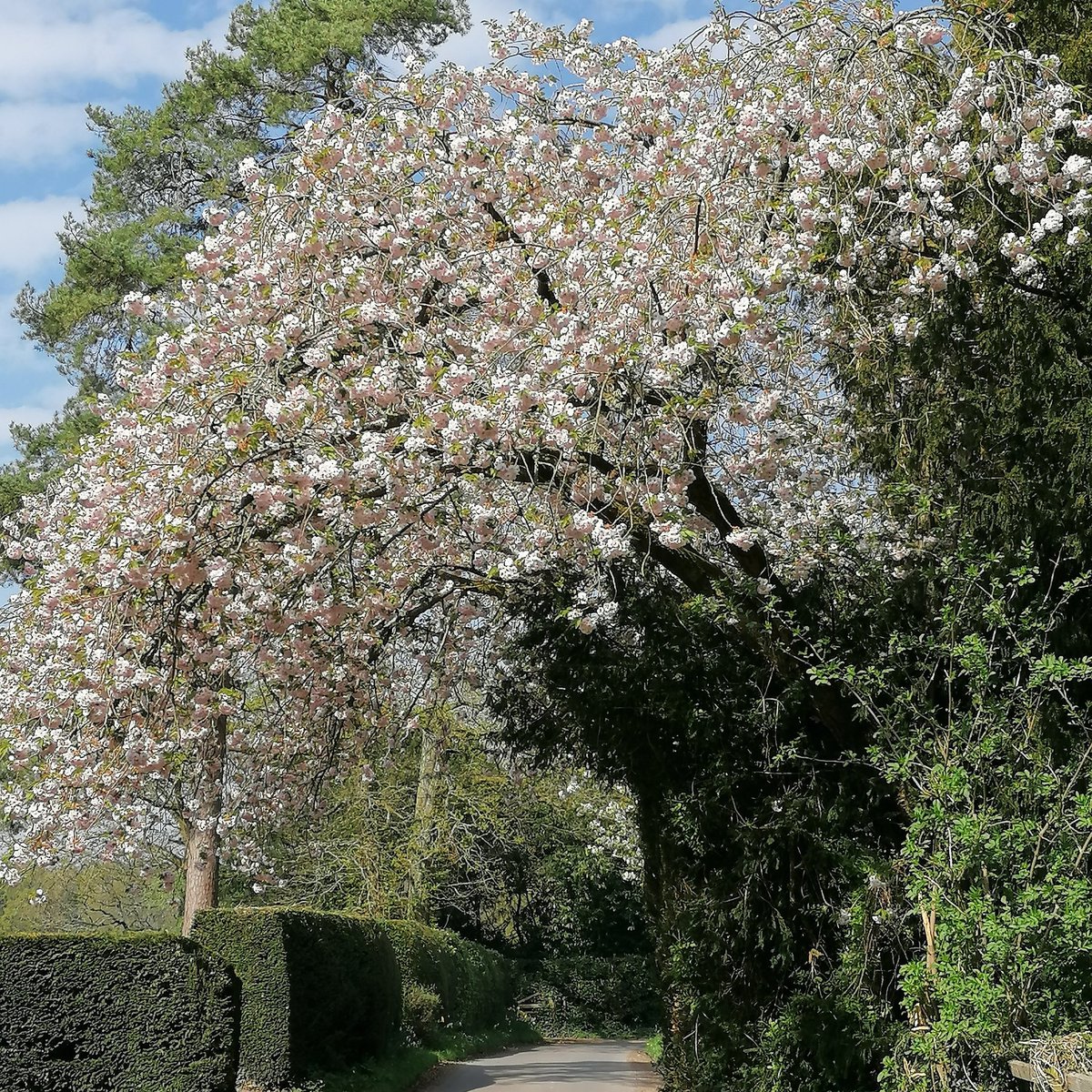clvonasmith's tweet photo. Glorious spring blossom #hampshire #southdownsnationalpark #meonValley @sdnpa @GreenHampshire @VisitHampshire @HampshireLife https://t.co/XYX1iIah1Z