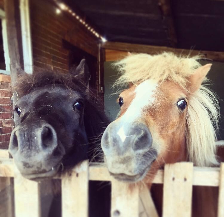 Living_Narrow's tweet photo. @NarrowboatExp 🦄 My babes 🦄 https://t.co/2ipoBIySgW