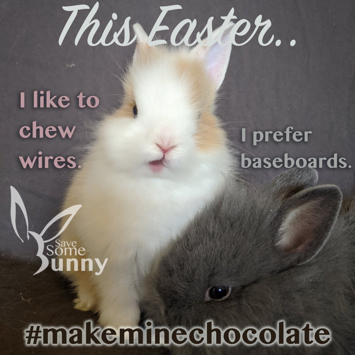 They don't just sit there and look cute! If you don't want to bunnyproof, then you don't want a real bunny. #beprepared #makeminechocolate #notjustaprettyface #everyonepoops