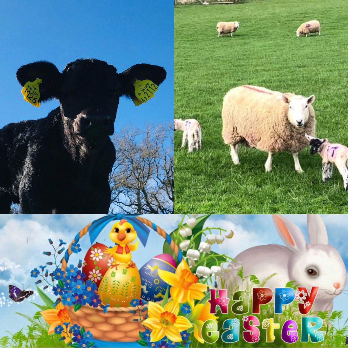 BorderUnion (@borderunion) on Twitter photo Whilst we may all be staying safe inside our homes it’s lovely to see some of the fabulous new life, on a couple of our Directors farms, enjoying some time outside.  Happy Easter from all at BUAS. Whilst we may all be staying safe inside our homes it’s lovely to see some of the fabulous new life, on a couple of our Directors farms, enjoying some time outside.  Happy Easter from all at BUAS.