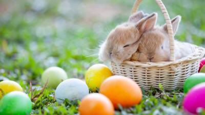 MonarchAgency's tweet photo. Happy Easter everyone https://t.co/Cguf1X3Wfg