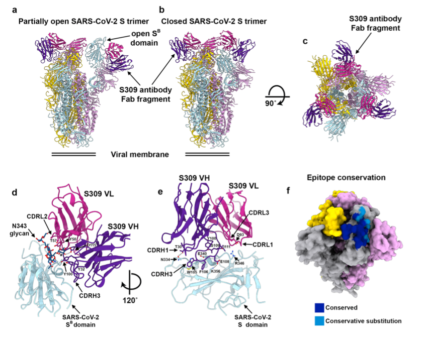 mmw_lmw's tweet photo. #SARSCoV2 @biorxivpreprint | Structural and functional analysis of a potent #NeutralizingAntibody | Originally isolated from #SARSsurvivor #Memory_B_cells | Davide Corti @Vir_Biotech https://t.co/5W64sBhKVC https://t.co/w1cVshzy0g