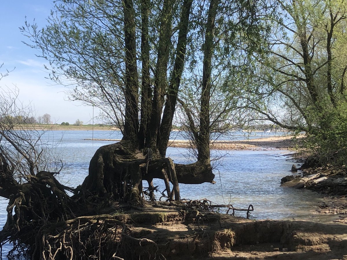 Alsof de boom uit de Waal kruipt