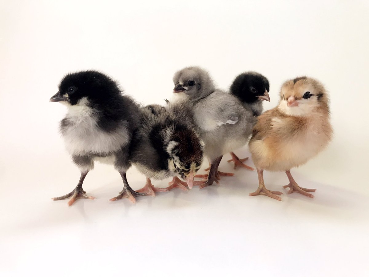 I'm at the point of quarantine where I have a photoshoot with my new chickens.