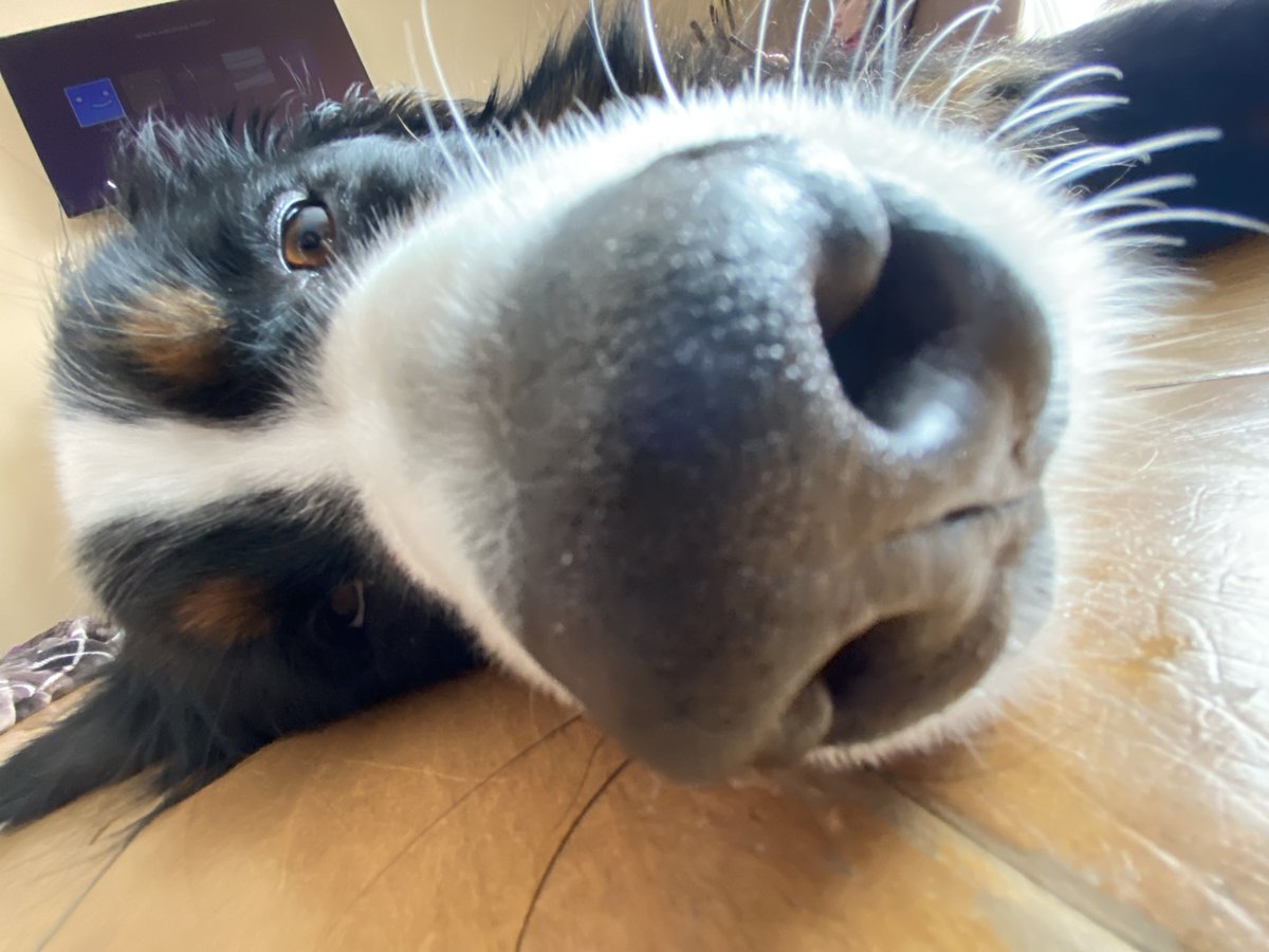 bunsenbernerbmd's tweet photo. I can get used to having my humans home!  
BUT
It seems every single time I try to sleep someone is saying:
“Oh ma Gawrsh he’s so cute.”
“Look at him.  He’s a sleeping bear.”
“Boop his nose.”
“I’m going to cuddle him.”
So there are some downsides.  🤷‍♂️ 
#Easter #dogs https://t.co/ErxeozJg7u