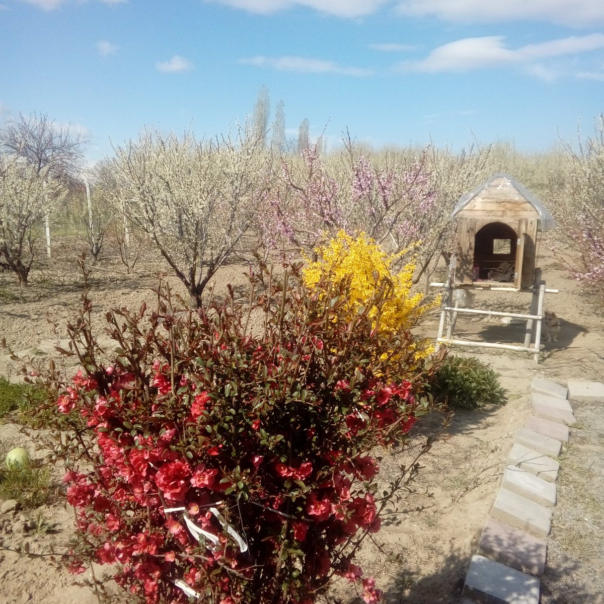 Ana ülkə #azərbaycan
#urmu 
Kiçik bağçamız .