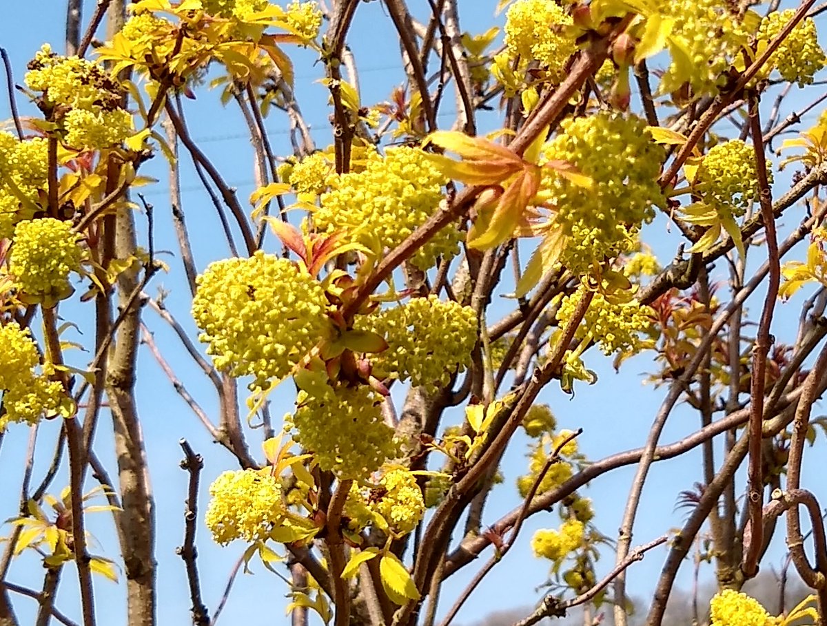 Can anyone tell me what this shrub is please? Ta 🙂
