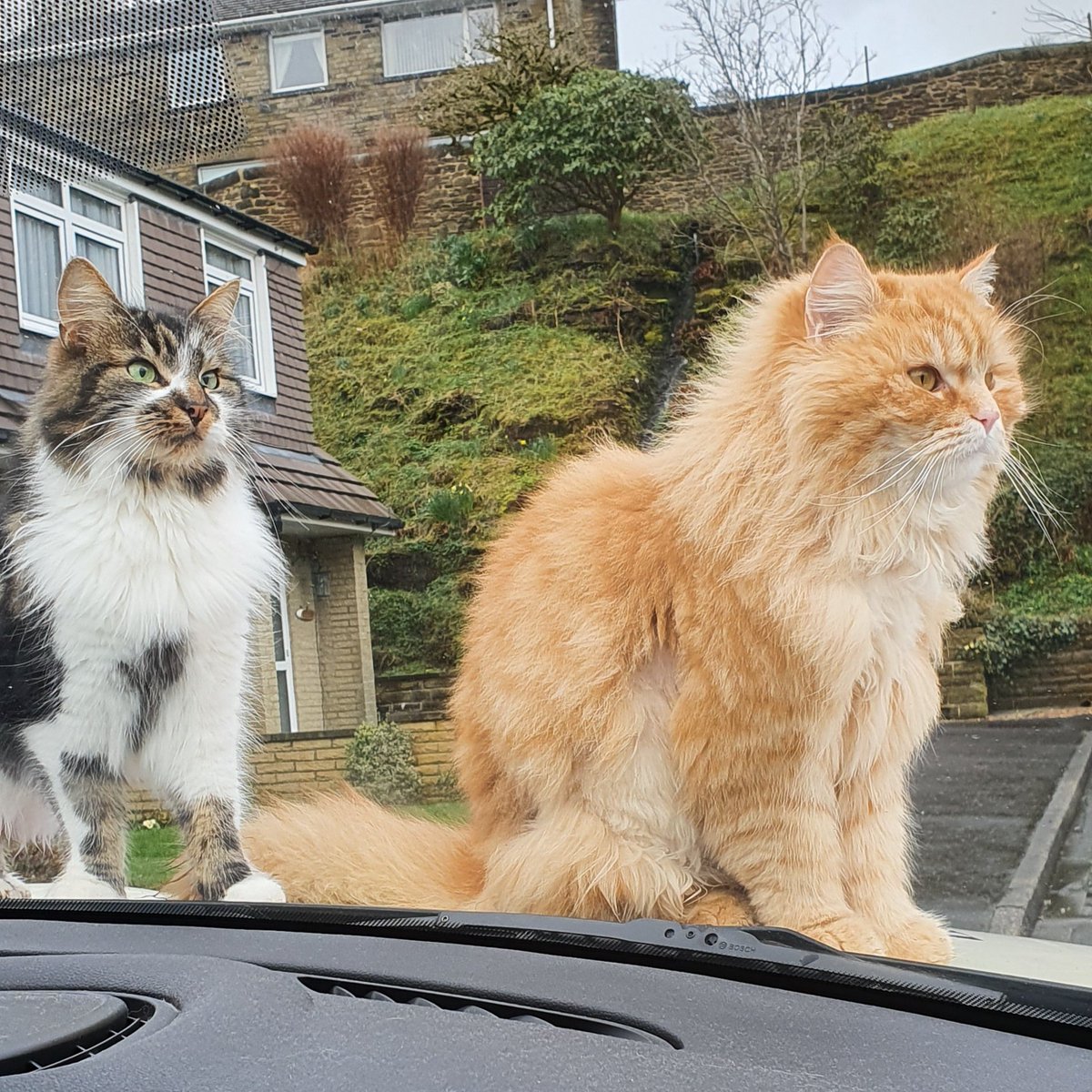 RDonaldTrumpCat tweet picture