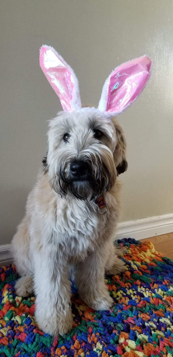 Hoppy Easter everyone! Hope the Easter bunny puppy found you! She found me! I gots a new chewy stuffy bear and nummy treats. But let's not forget today is the day He is Risen. † 🐣 #DogsOfTwitter #DogBunny #EasterSunday2020