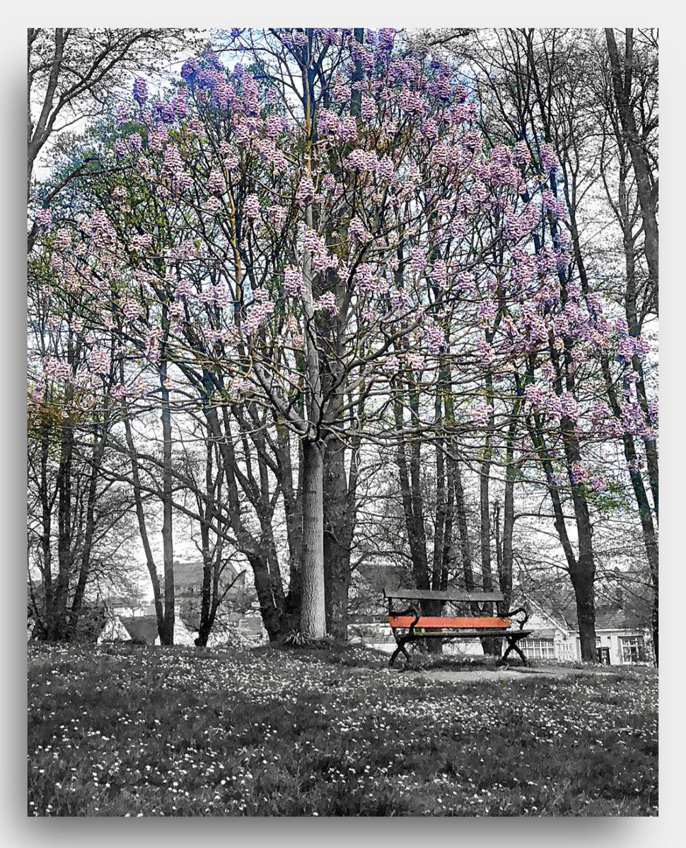 Jensonsartcafe's tweet photo. #grevillesmythepark #trees #pinkblossom #leaves #park #bench #bristol #photography #blackandwhitephotography #touchofcolour #splashofcolour #photohour #picoftheday #photooftheday #naturephotography #follow #bedminster https://t.co/Wty8dSq9N6