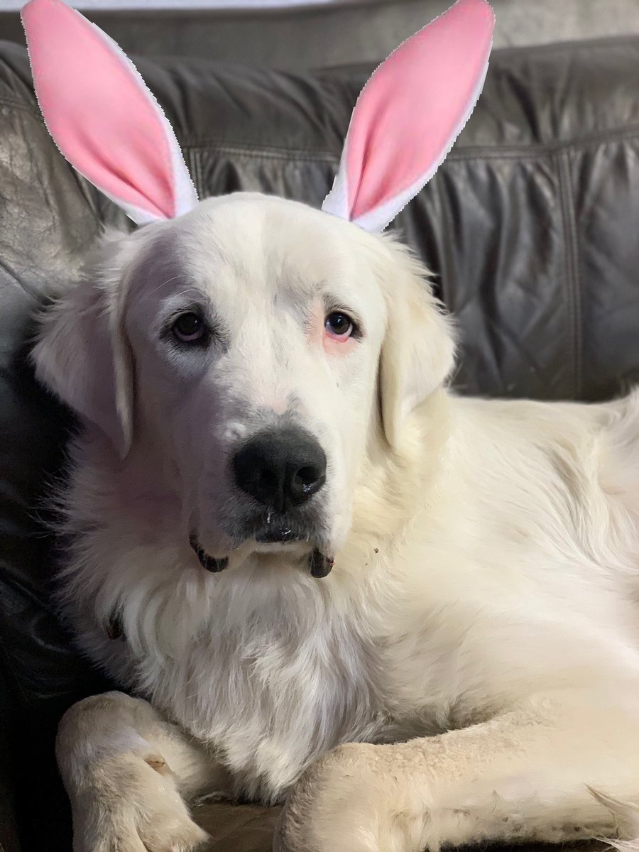 txstsae's tweet image. Happy Easter from the brothers of Texas Sigma! We hope everyone is enjoying this time with their families and staying safe, like Moose 🐰