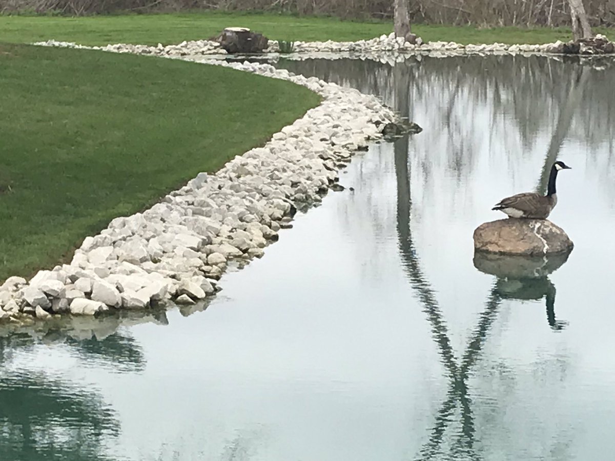 thegrassyk's tweet photo. Day 13 - Papa Goose got back on the rock. Mama Goose, very patiently, sits on her 3 eggs.                     Happy Easter everyone! https://t.co/A2iZCJ5a5s