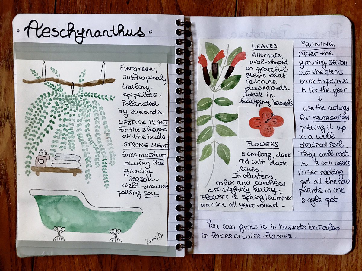 #plantcare on #lipstickplant