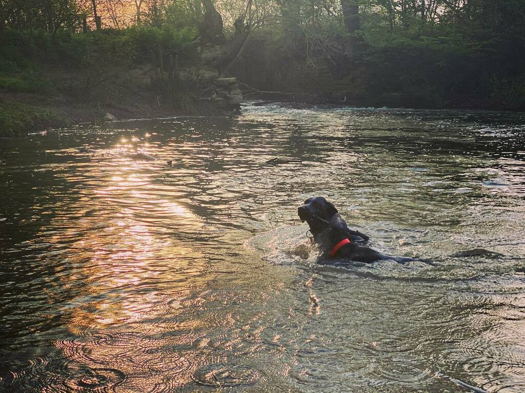 kellyhacker's tweet photo. Sunrise swimming 💕 #sosweimaraner #rescuedog #germanshorthairedpointer #handsome #gspofig #gsp #pointersofinstagram #pointerproblems #pointerlove #gspoftheday #gsplove #dogsofinstagram #birddog #huntingdog #gundog https://t.co/CmKe4A6DL3 https://t.co/sGSCd2KVgR