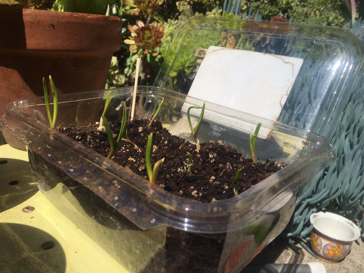 “Gardening is expensive”Nope. Sprouted grocery garlic cloves planted in a former salad greens container.