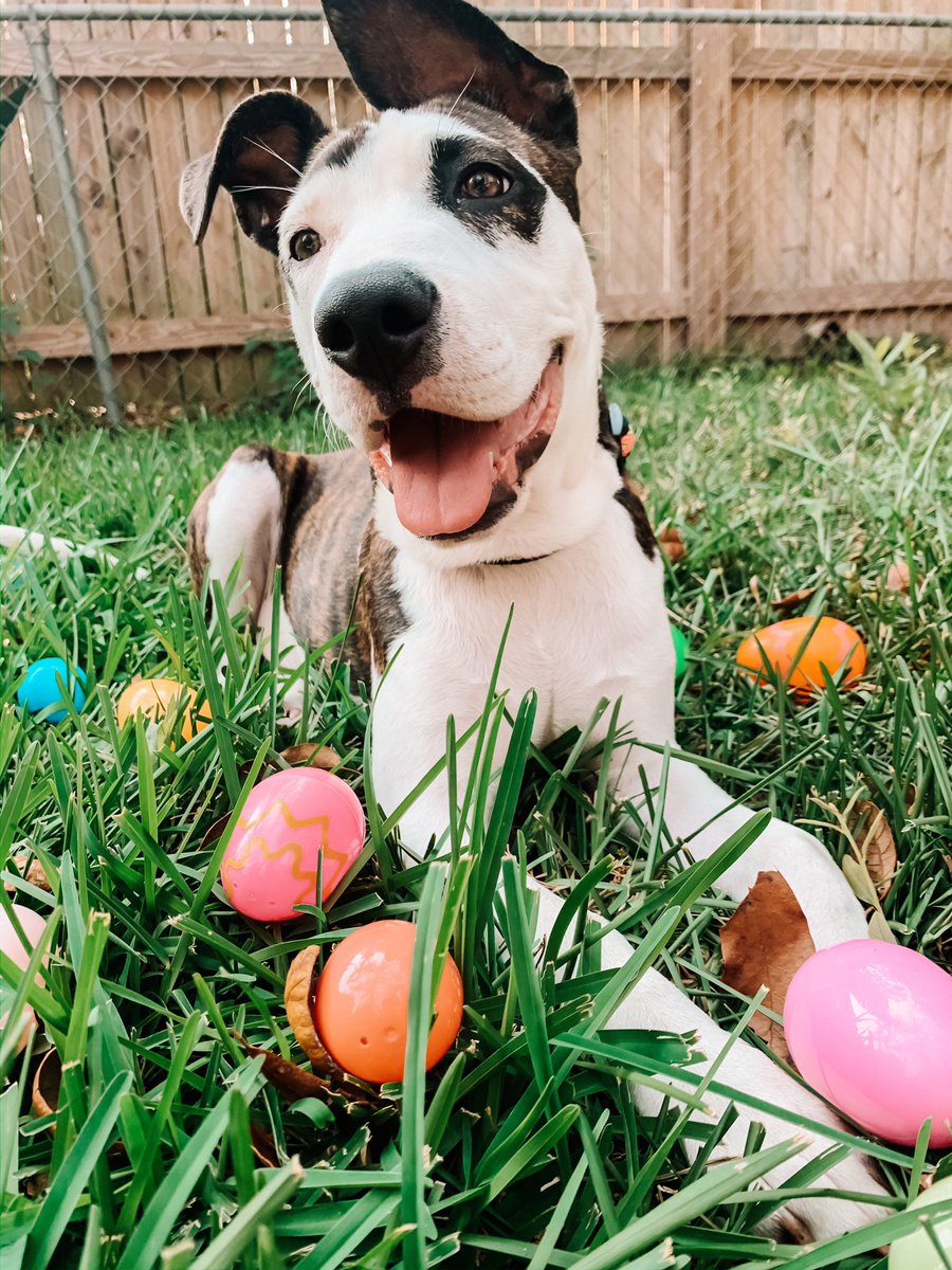 Olive’s first Easter. Yes, she is the Easter bunny