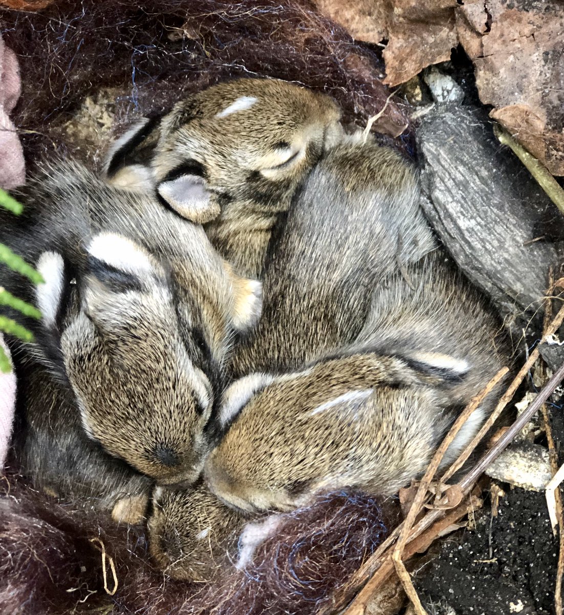 mathwithmurph's tweet photo. Happy Easter! It sure is a “hoppy” day at my house, we have been watching over a nest of baby bunnies that one of our pups found (with guidance from a local wildlife rehaber). Look at these cuties! https://t.co/5pZoAoNr8q