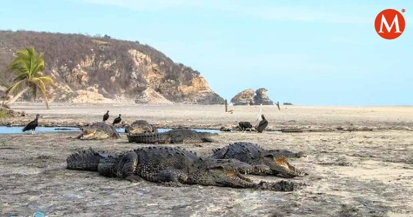 Cocodrilos se adueñan de playas de #Oaxaca ante la ausencia de humanos por #coronavirus 
mile.io/2Xxv2Vk