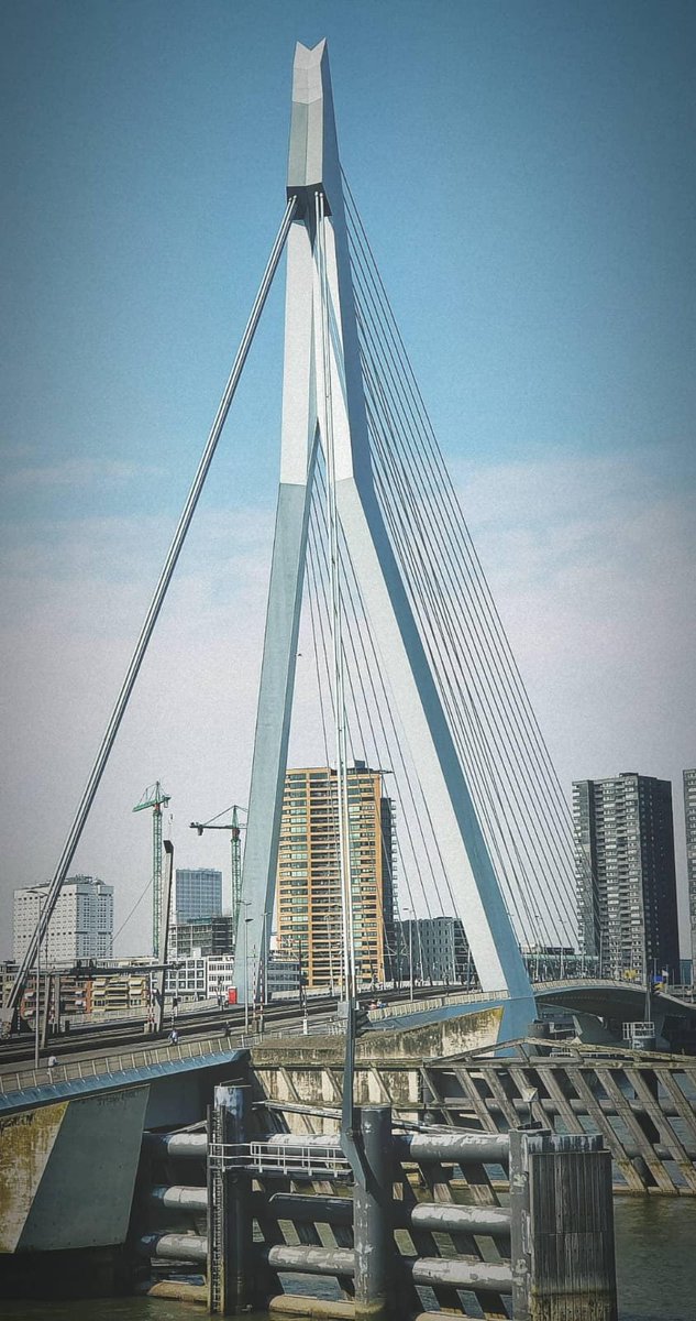 RotterdamPages tweet picture