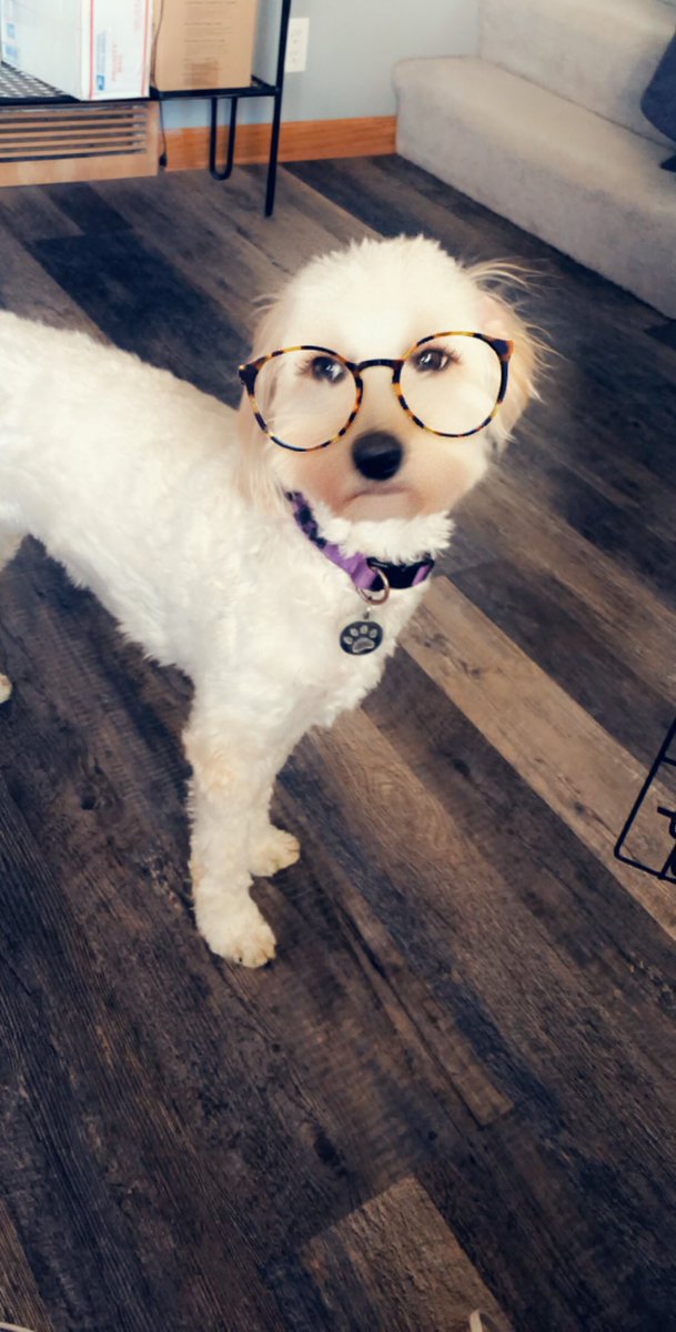 jacquejo's tweet photo. Level of boredom in quarantine : Taking pics of my pups with @Snapchat filters— and then they proceed to melt my heart 😍 https://t.co/5h6eu1june