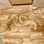 擬態化した猫!床とそっくりすぎる!かわいい!