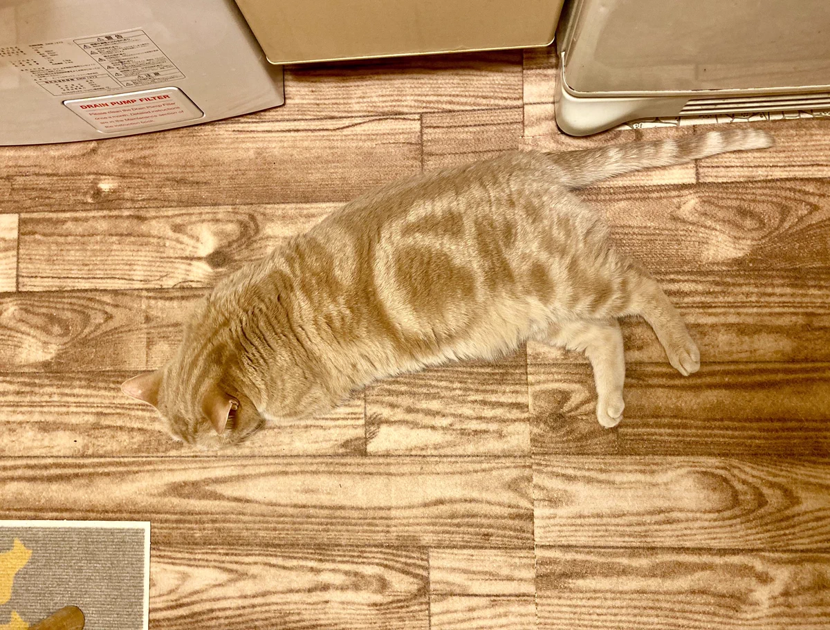 擬態化した猫！！床とそっくりすぎるｗｗｗかわいいｗｗｗ