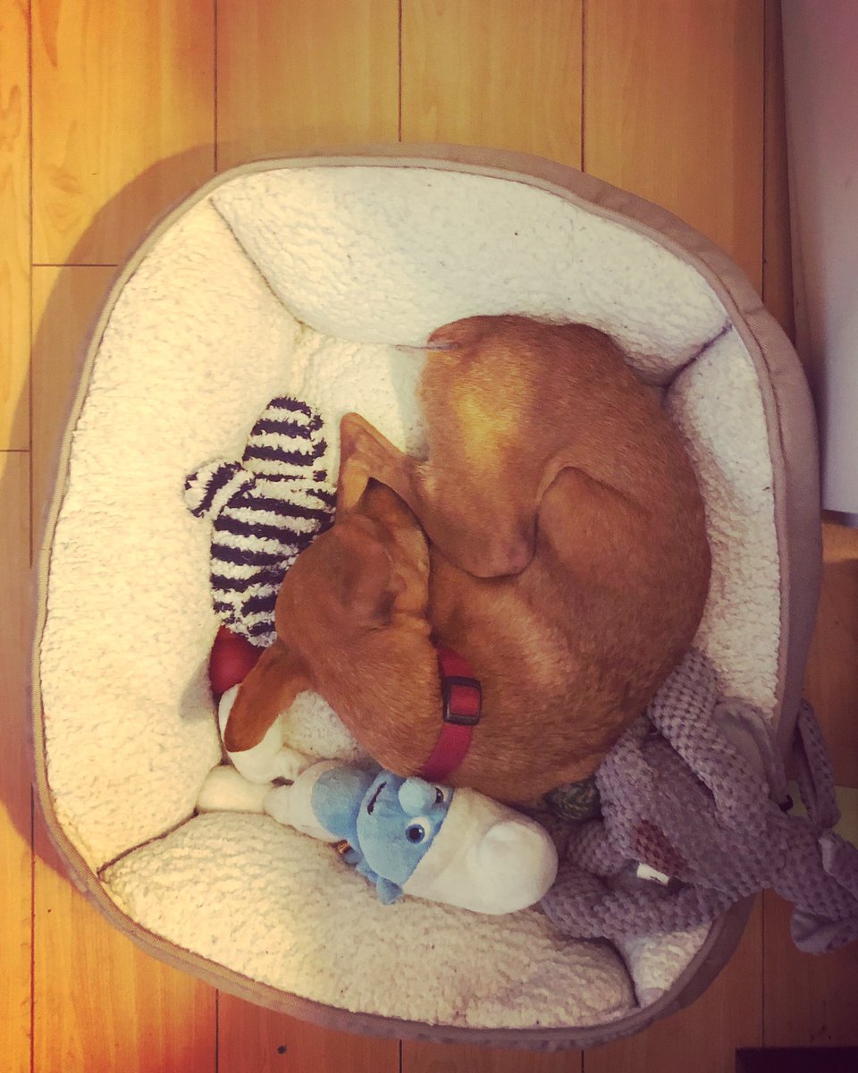 StacyWriteNow's tweet photo. The #Easter #Chihuahua has gathered his toys and is taking a nap after delivering #easterbaskets and eggs. (All true except that last part about baskets and eggs.) #DogsofTwittter #chihuahuas #happyeaster #SundayFunday #adogslife #cityhiking #bestfriend #agirlsbestfriend #bff https://t.co/xTrBXXYiuO