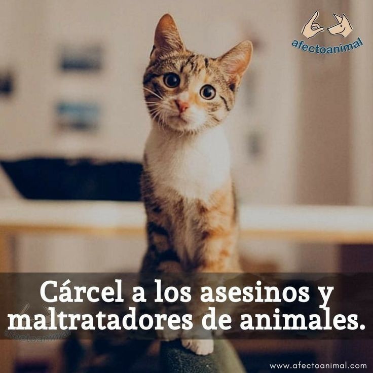 ayudaanimalese1's tweet photo. Mi corazón no da más de dolor de pensar que otra vez ocurrió con otro perrito lo que le ocurrió a rubio. Está vez dos enfermos que violaron la cuarentena y aprovecharon para matar a ese animalito. Cómo se soporta? Cuando se pide justicia por uno y matan a otro. Todo el tiempo. 😥 https://t.co/h098992nBK