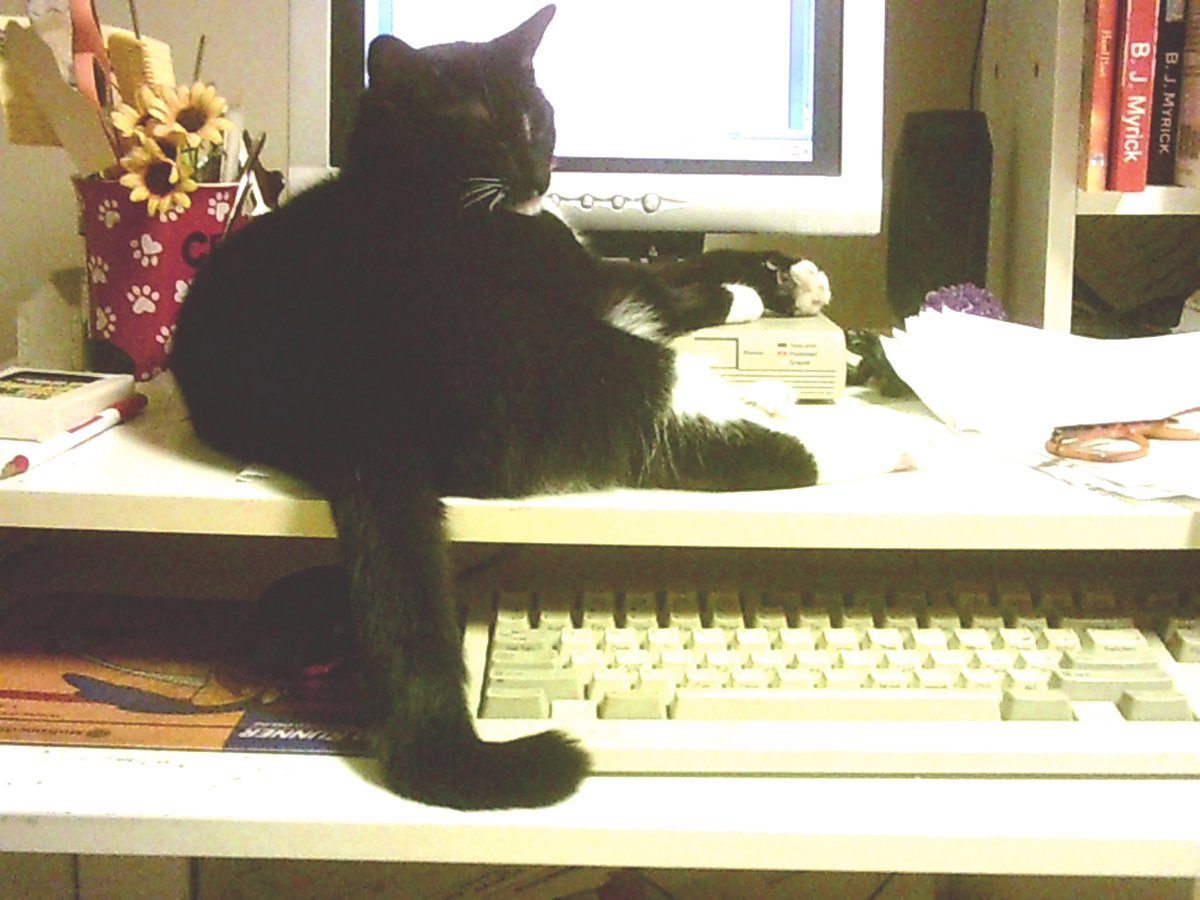 KeyholeConversa's tweet image. Sprout is still controlling the monitor and now the keyboard. Her tail keeps getting in the way. She knows what she's doing, I swear!