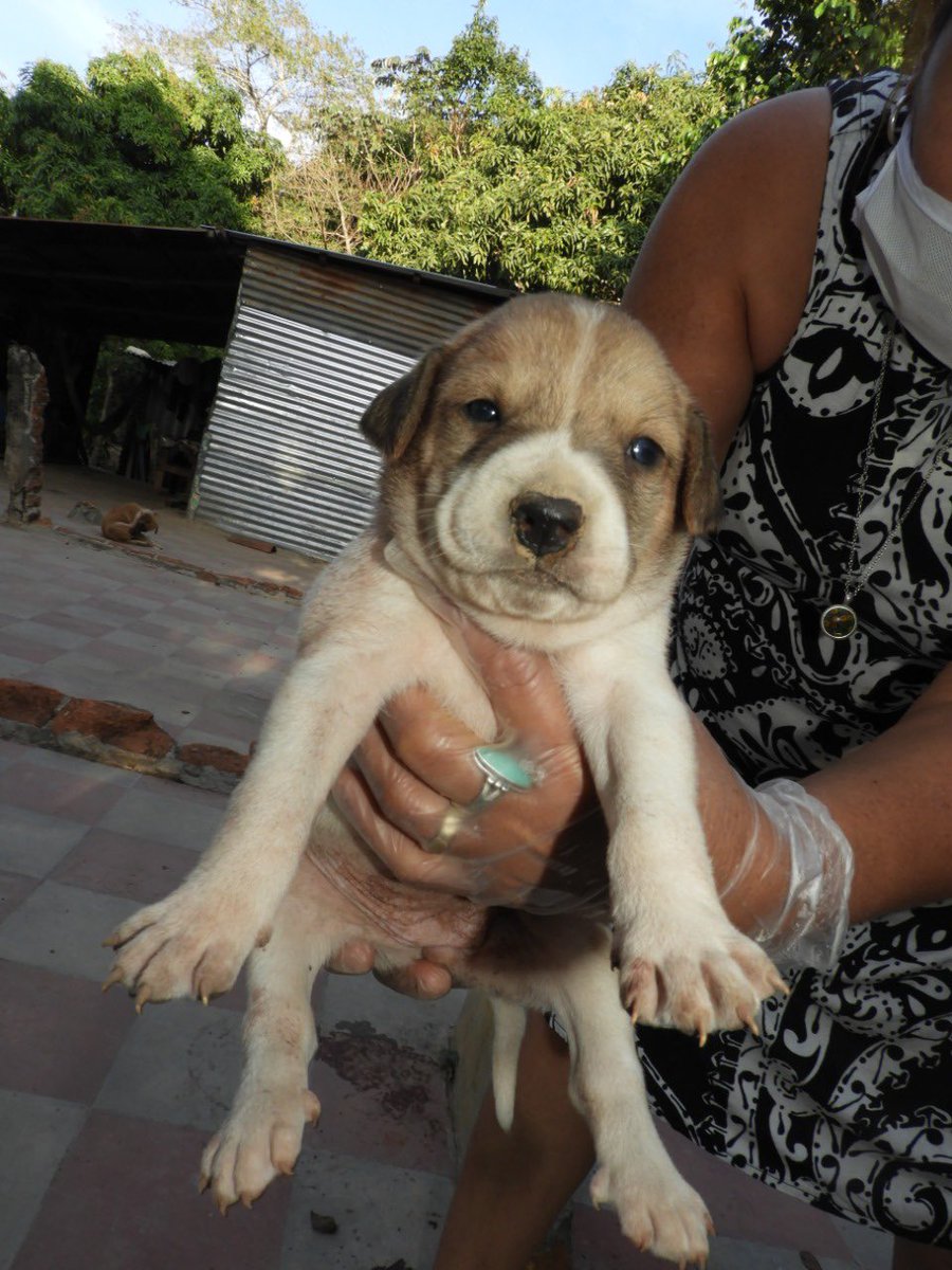 JulieMedina's tweet photo. Tengo un nuevo caso, una camada de 7 perritos nacidos literalmente en un barranco en Nuevo Cuscatlan. Ya están grandecitos para ser entregados, no son de raza, pero eso no evita el amor que le darán a na familia. Me ayudan a compartir. #adoptme https://t.co/xOMwNGDQdW