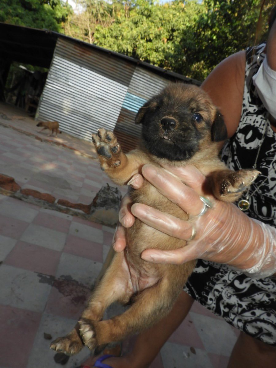 JulieMedina's tweet photo. Tengo un nuevo caso, una camada de 7 perritos nacidos literalmente en un barranco en Nuevo Cuscatlan. Ya están grandecitos para ser entregados, no son de raza, pero eso no evita el amor que le darán a na familia. Me ayudan a compartir. #adoptme https://t.co/xOMwNGDQdW
