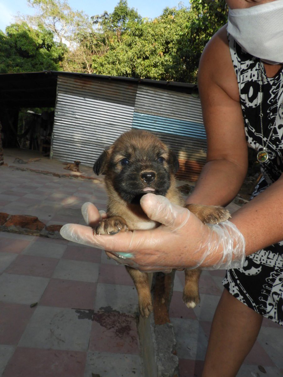 JulieMedina's tweet photo. Tengo un nuevo caso, una camada de 7 perritos nacidos literalmente en un barranco en Nuevo Cuscatlan. Ya están grandecitos para ser entregados, no son de raza, pero eso no evita el amor que le darán a na familia. Me ayudan a compartir. #adoptme https://t.co/xOMwNGDQdW