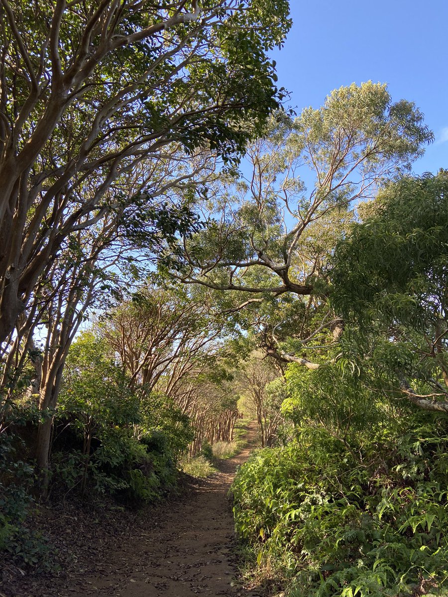 HAWAIIMagazine's tweet photo. Nice hike in the #Koolaus today! 🌲 Hope you all had a great Easter! 📷: @thedailydish #havealohawilltravel https://t.co/h9lTfKW8XK