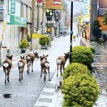 奈良の繁華街の様子、自宅待機をなんだと思ってるんだ、けシカらん