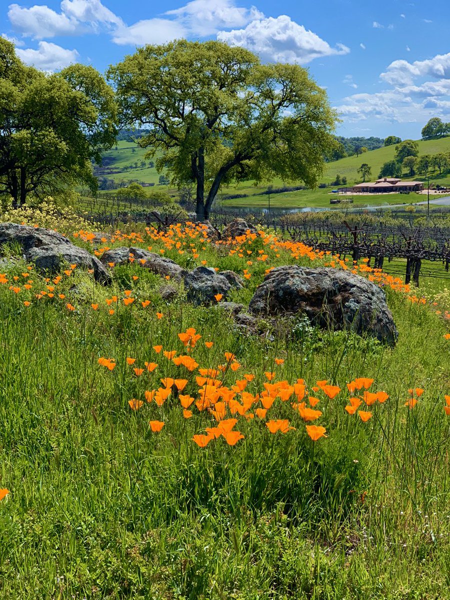 Happy Easter from all of us at Naggiar Vineyards.  #happyeaster #EasterSunday