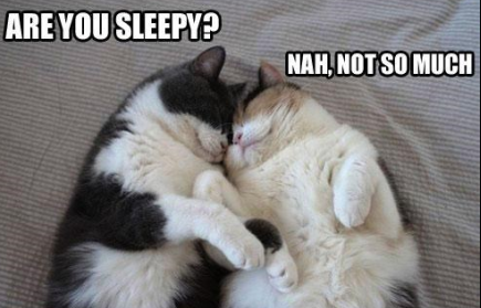 WawAsavy's tweet photo. #furry #2cat #2boy #sleep #aggieio
  
well... just parody 
( ͡° ͜ʖ ͡°)( ͡° ͜ʖ ͡°)( ͡° ͜ʖ ͡°)( ͡° ͜ʖ ͡°)( ͡° ͜ʖ ͡°)( ͡° ͜ʖ ͡°)( ͡° ͜ʖ ͡°)( ͡° ͜ʖ ͡°)( ͡° ͜ʖ ͡°)( ͡° ͜ʖ ͡°) https://t.co/Ui3YrXnOOB