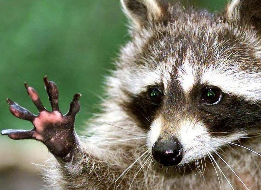 Thread of life is strange 2 characters as animals assigned to them:
