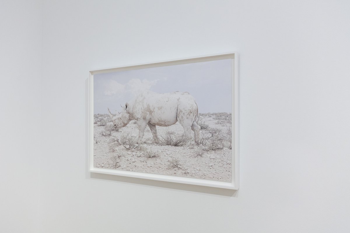 DePaulArtMuseum's tweet photo. #MaroesjkaLavigne's series Land of Nothingness captures the stark emptiness of the Namib Desert—the world's most ancient desert—including this rare and ghostly image of a wild white rhinoceros. See more: https://t.co/OzYey98L7A #DigitalDPAM #TheWorldToCome https://t.co/Pt3ubzCVPn