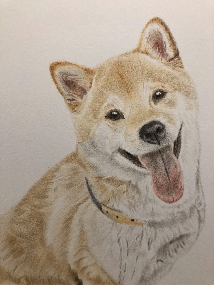 色鉛筆で描かれた素敵な柴犬のイラストや柴犬の書き方を紹介します Maccoの柴犬 Funブログ