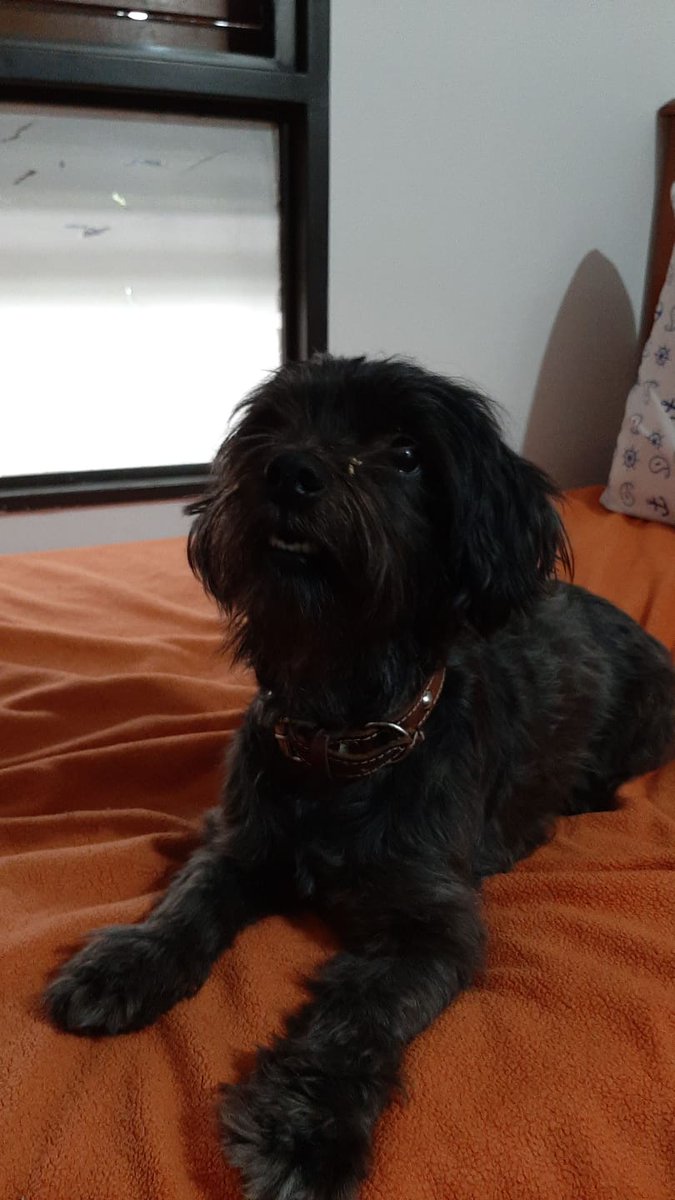 Esta pulguita necesita de un hogar donde la llenen de amor 💜 si me ayudan a difundir !!! gracias ♥️ 
<a href="/VivireNuevaCba/">VivirenNuevaCórdoba®</a>  <a href="/VivirEnNuevaCba/">Vivir en Nueva Cba</a>  <a href="/patitasdelsurr/">Patitas del Sur🐾</a>