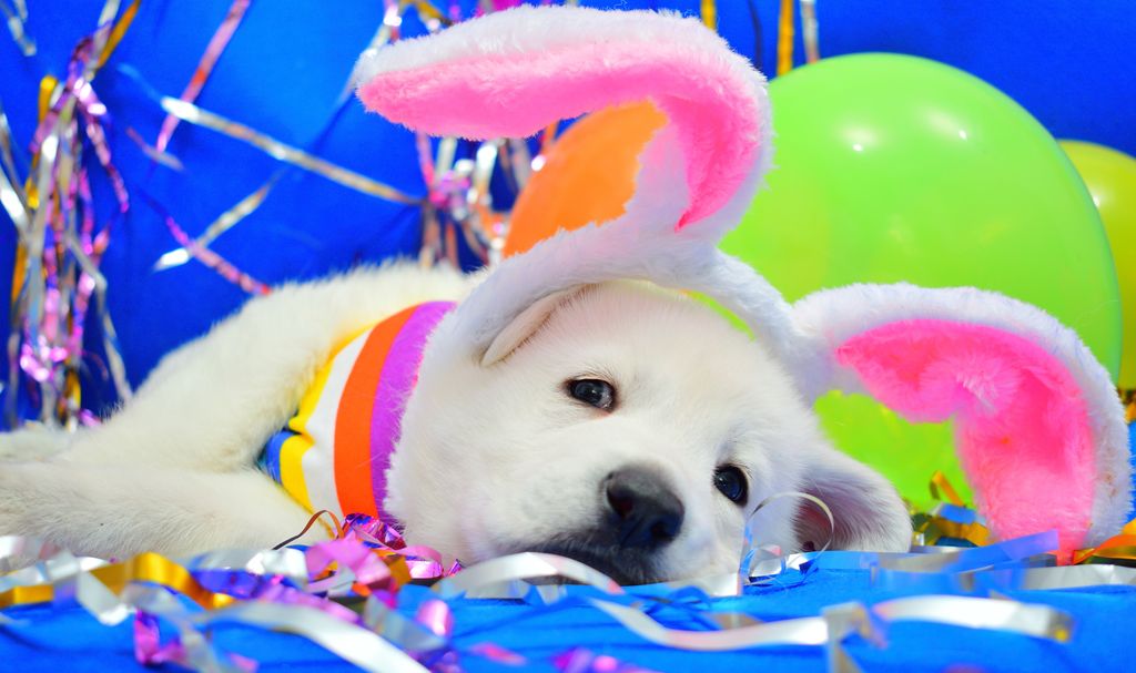 Happy Spa Dogs tweet media