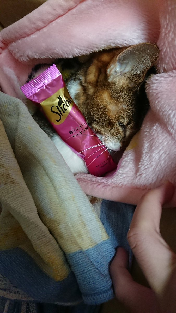 猫との別れ