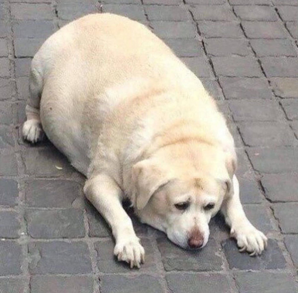 Lomitos Suavecitos tweet media