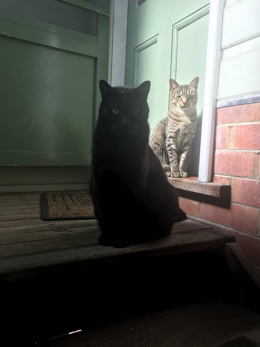 spohlman_nova's tweet photo. When your #coworkers didn’t get the public holiday memo 🥰 #catsinlockdown #PetsOfUON #PetsOfThePandemic #openthedamndoor https://t.co/E98Hctz5TW