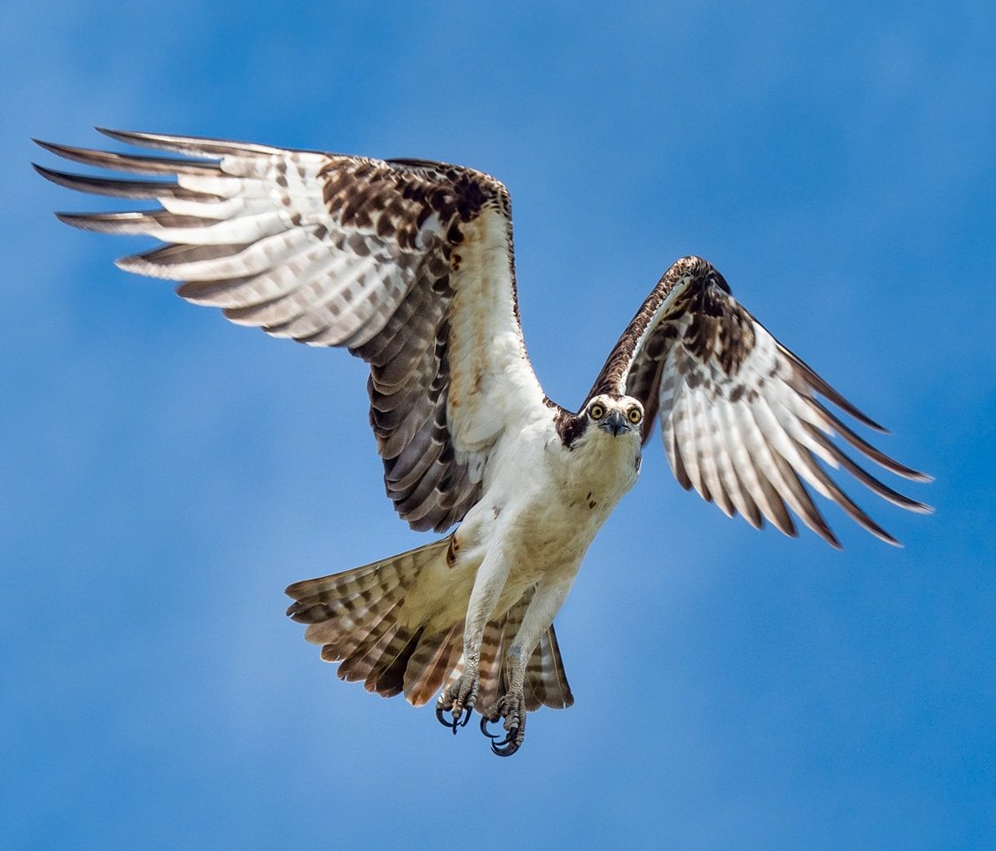 SouthpawCapture's tweet photo. The Osprey caught me taking its picture.
#osprey #birdsinfocus #getolympus https://t.co/xsFpOfocGK